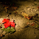 Illustration for article titled Shooting Challenge Fall Leaves Gallery 1